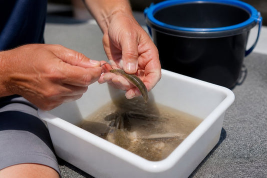 How to Keep Bait Clean: A Practical Guide